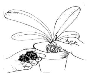 position the plant centrally in the pot and fill in with fresh orchid potting bark